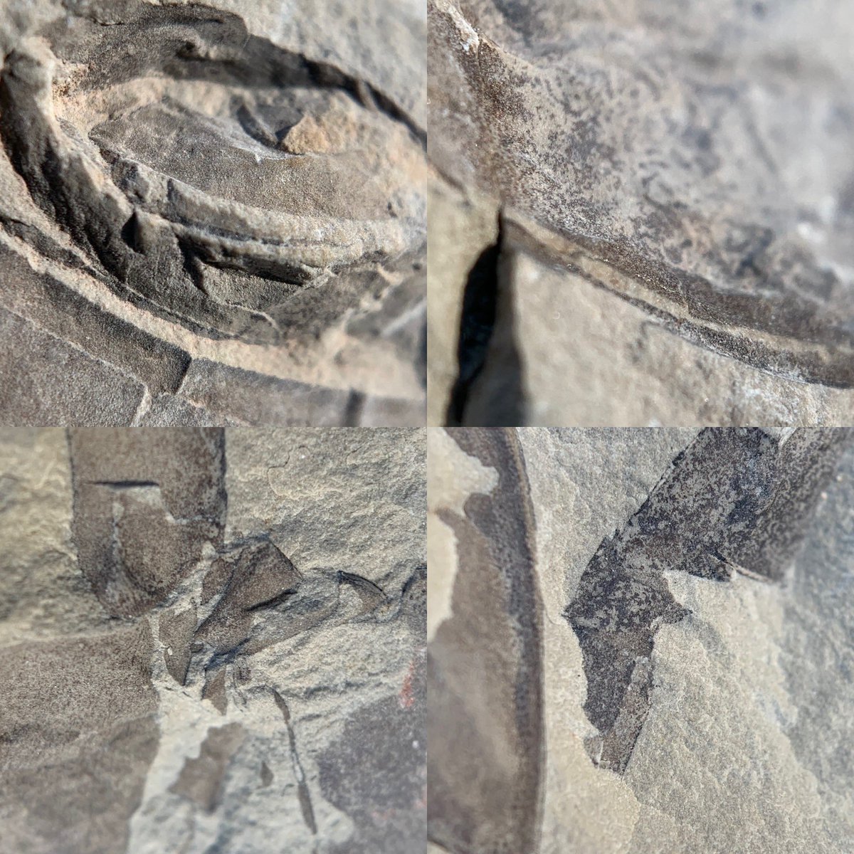 dr_dappleton's tweet photo. #eurypterids from the #ukraine in a #nodule often called #seascorpions #paleozoic #paleontology #extinct #fossil #fossils #arthropods #fossilarthropods #NaturePhotography #photography #nature #macrophotography https://t.co/6JqqmOyJri
