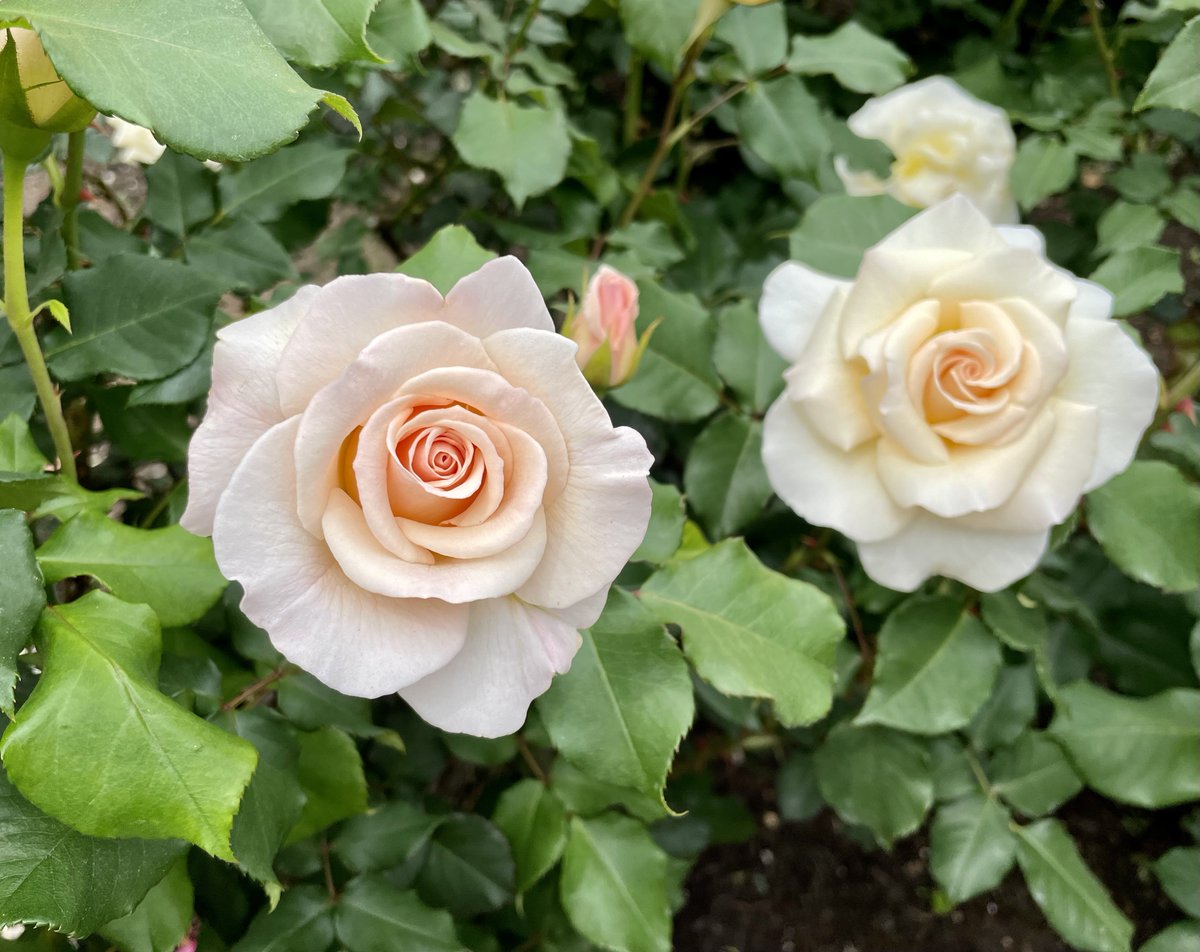 uduki_monroe's tweet photo. ้ฆใ่ฏใใ
ๅงฟไปฅไธใซ
#photography
#ใใกใคใณใใผ่ถใใฎ็งใฎไธ็
#mayroses https://t.co/uWa4Lms56a