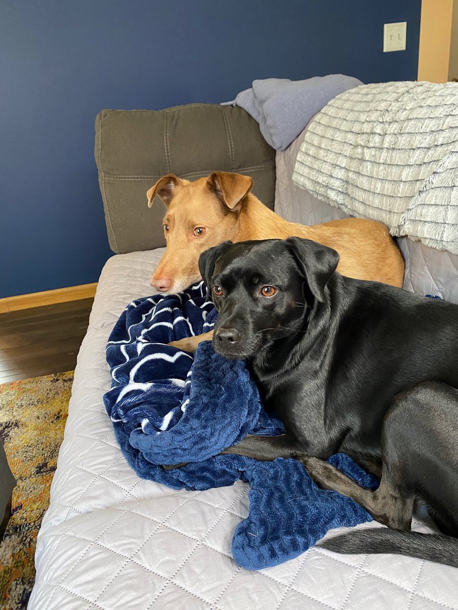 brikis's tweet photo. #nationalrescuedogday  ❤️❤️ https://t.co/2pr57sjlOG
