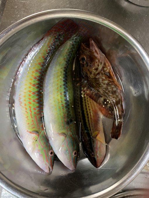 良型ベラとカサゴ(針飲み込んでリリースできず)でした。 