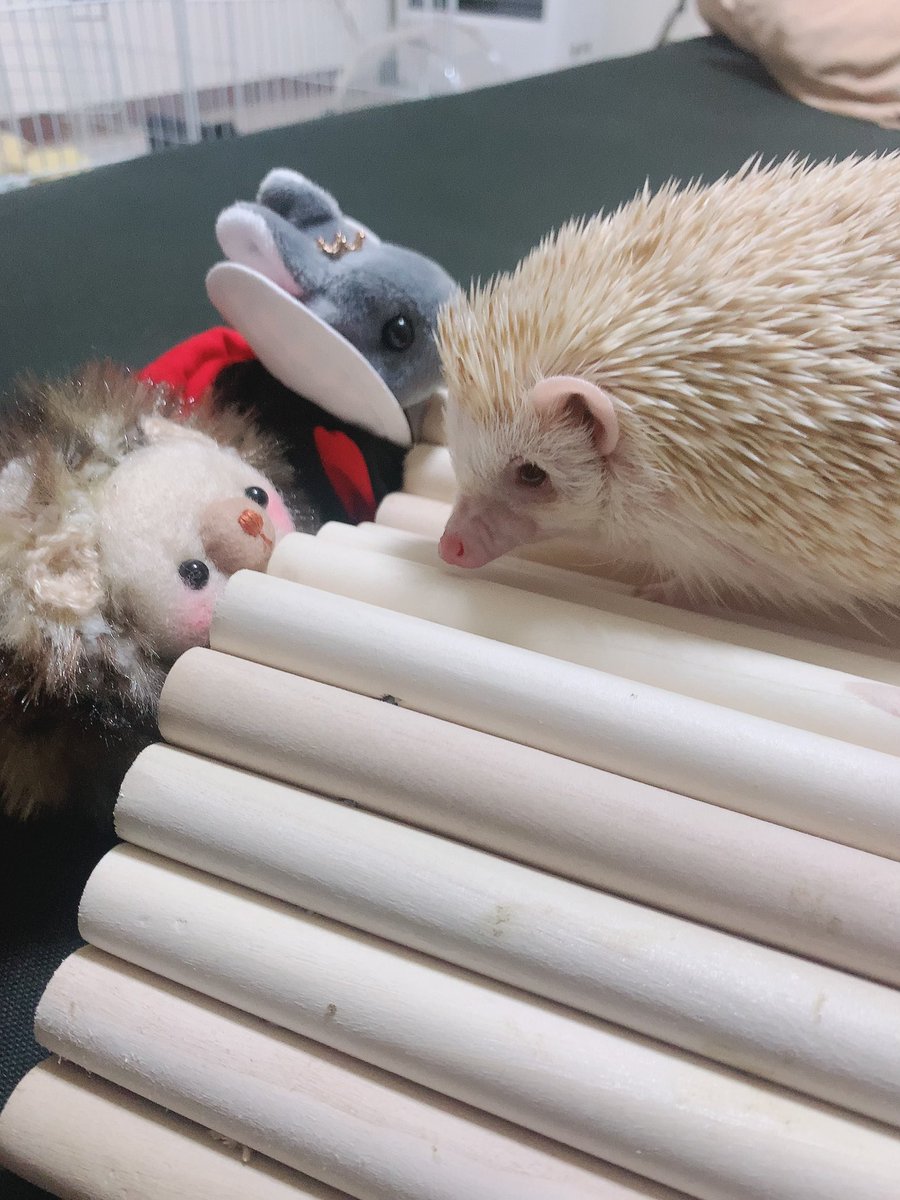 Luca_Rilakkuma's tweet photo. 昨日のるぅちゃん←

少しでも運動したり遊びに興味もてたら...と思ってやったら、やっぱりダメだった()

お友だちにも応援してもらいました← https://t.co/Ixd8iBg3yb