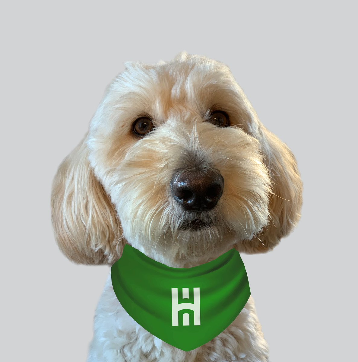 LiseFreking's tweet photo. So excited for our new @InverHillsCC website. Kudos to the I.T. &amp; Marketing teams! Hot diggity dog!! https://t.co/MeSQ46zcFo