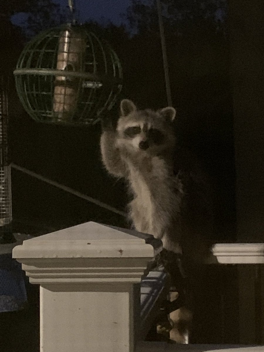 maureenjohnson's tweet photo. Evening greetings to everyone, but especially this raccoon directly outside the window. https://t.co/RQIzQRi9vj