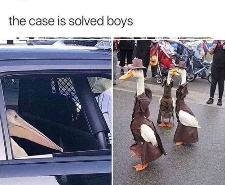 imgur's tweet image. Solid Pol-geese work. imgur.com/gallery/KKJ7OUW