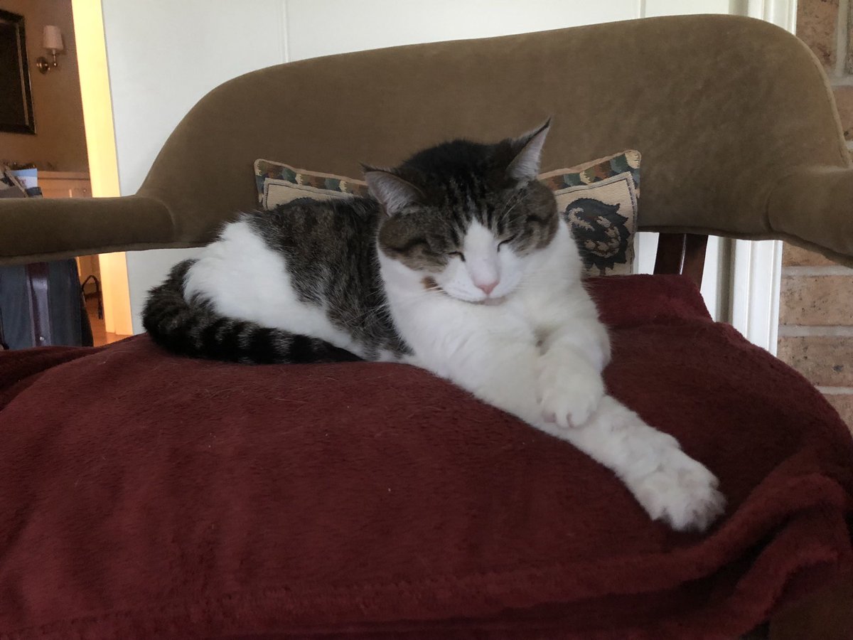 Remembering the day Zee stayed up all night, reviewing a Stephen Hawking paper.  #CatsOfTwitter #love