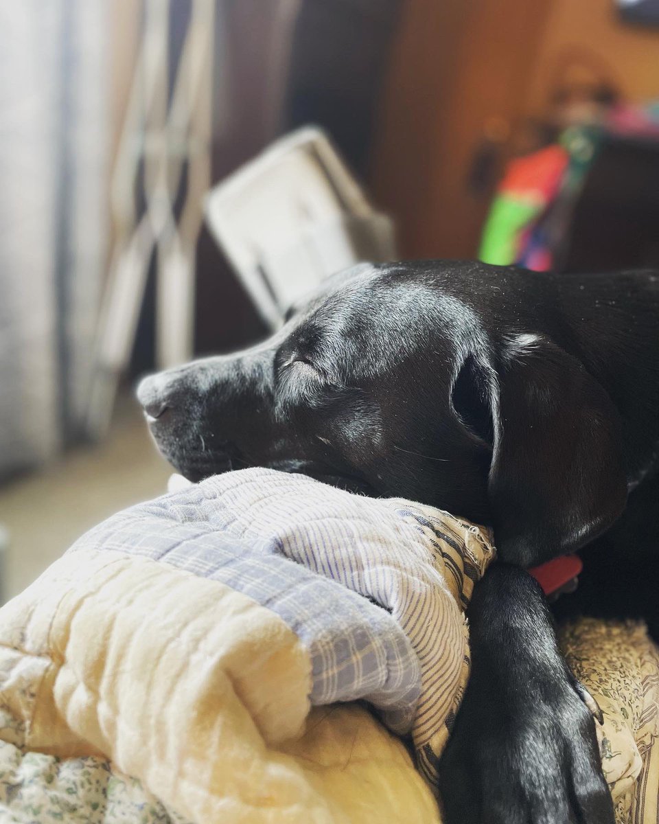 Broken leg, cuddly dogs, supportive friends and family….and can’t wait to get back on the trails. #trailrunner #pleasehealfast