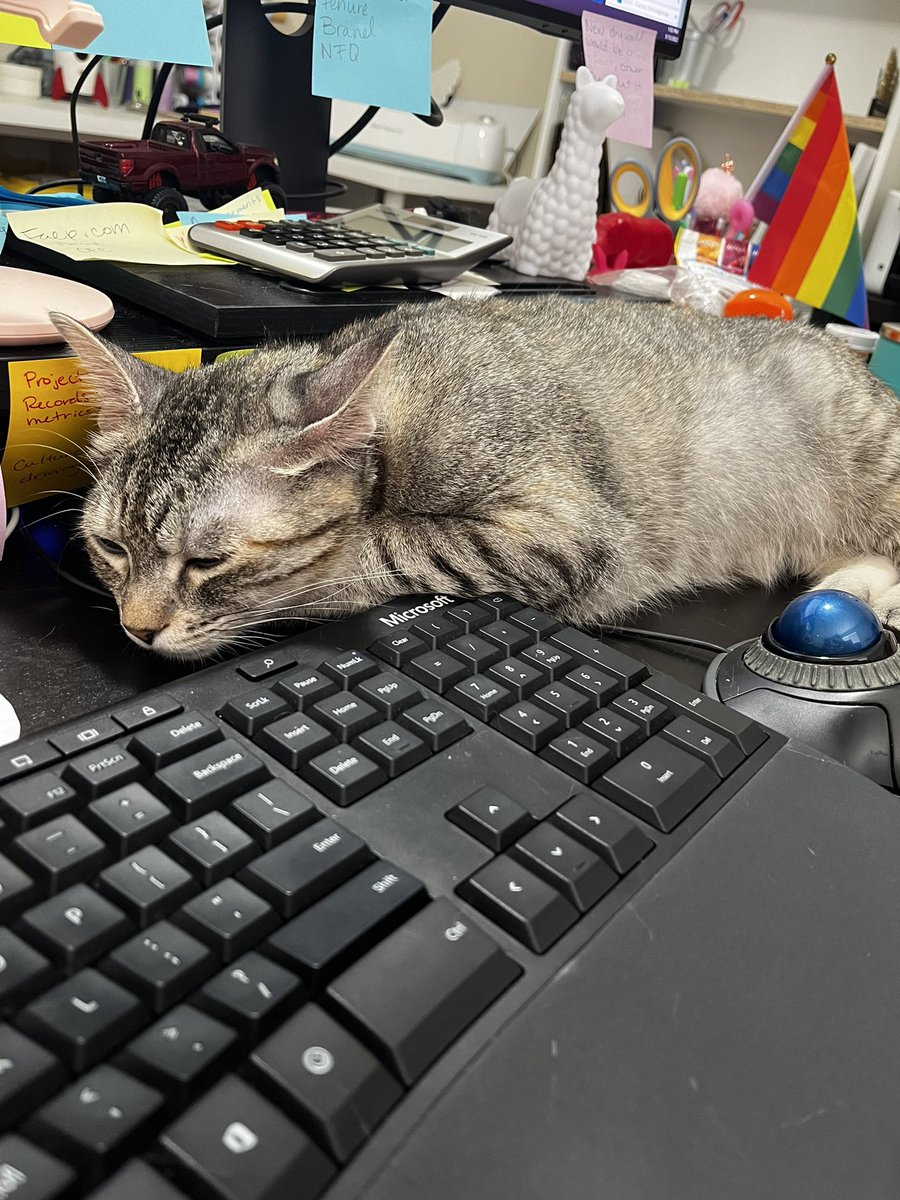 Rachel_E_Simon's tweet photo. @klkram13 This is how one of my cats sleeps while I work. She just plops herself up there! Hope that makes you smile!! https://t.co/J8U4sF0r1B