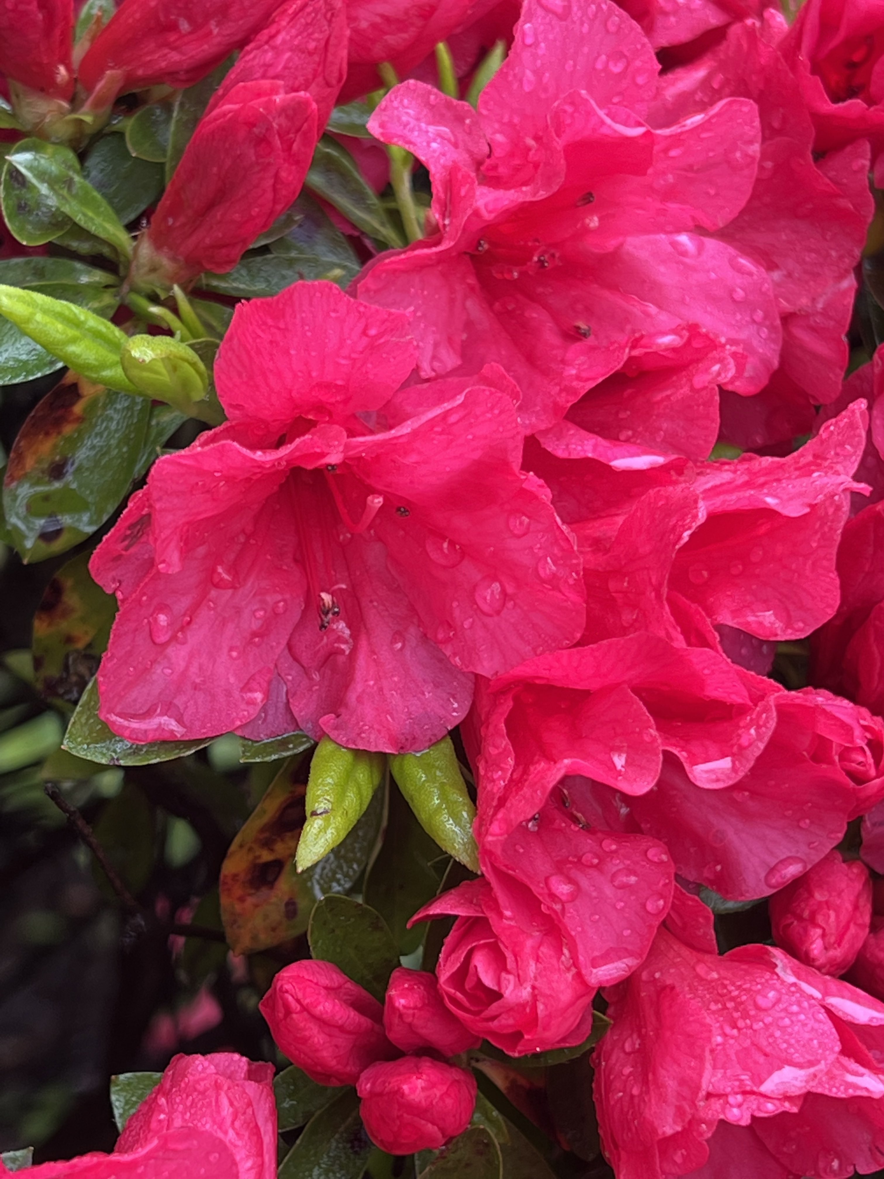 Sir Galahad The Chaste (LadyGERDiva) / Twitter