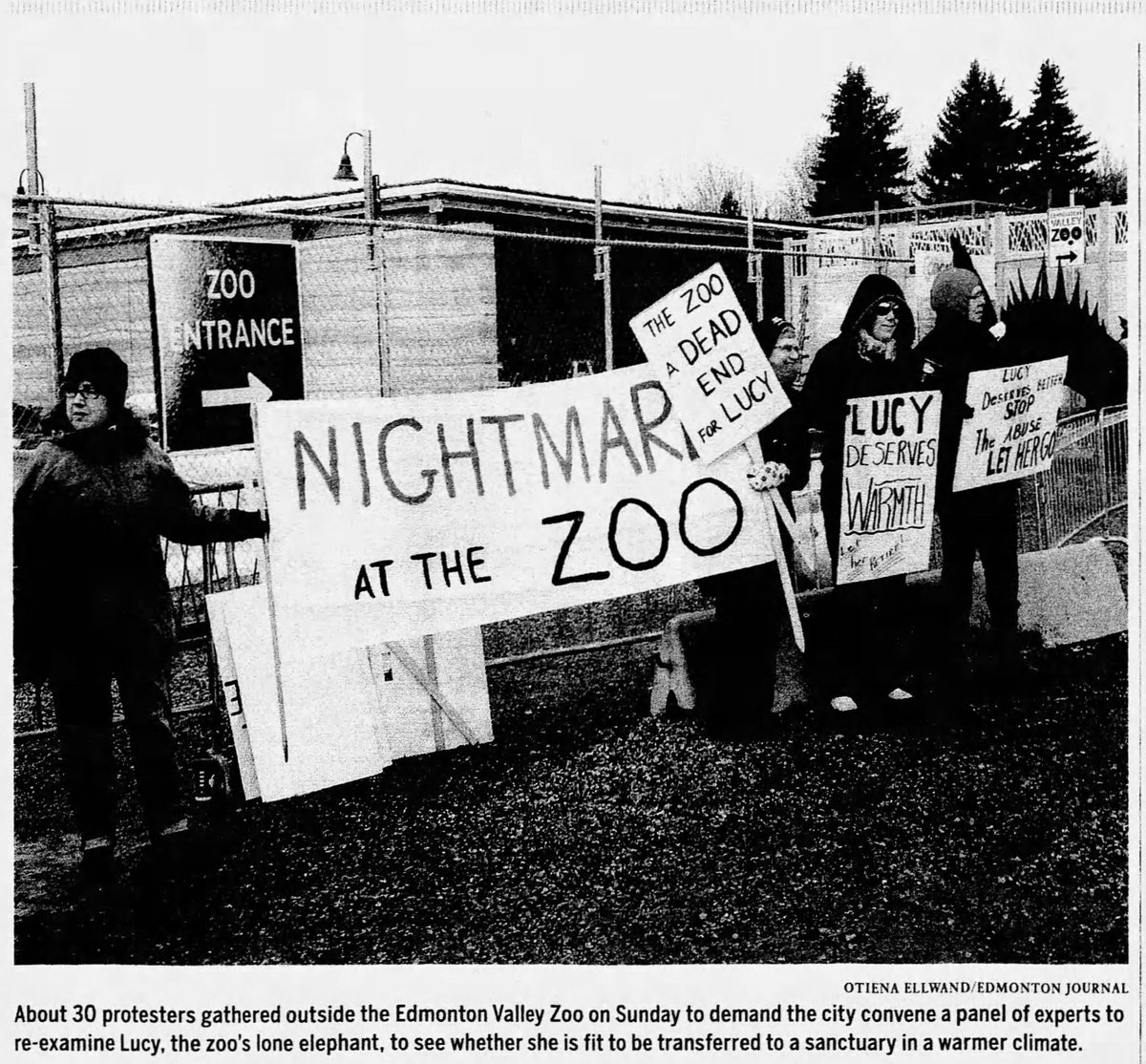 Animal advocates continue to fight for Lucy's freedom. As long as she keeps showing us her remarkable will to live in the face of neglect & diseases inflicted on her by the #EdmontonValleyZoo we will not give up until we #FreeLucy @AmarjeetSohiYEG