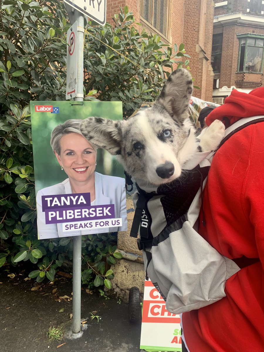 Democracy day I’ll be voting <a href="/tanya_plibersek/">Tanya Plibersek</a> and obviously for Animal Justice #AusVotes2022 #firetheliar #AlboForPM #corgi