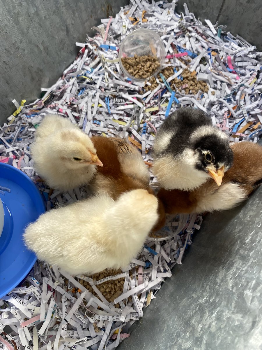 gossettsclass tweet media