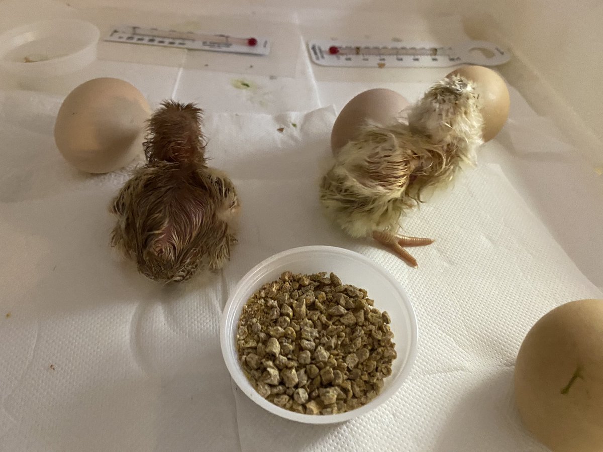 gossettsclass tweet media