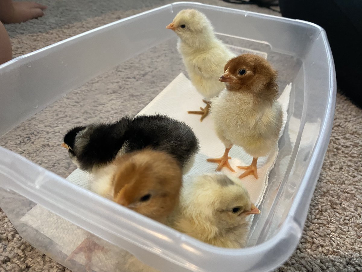 gossettsclass tweet media