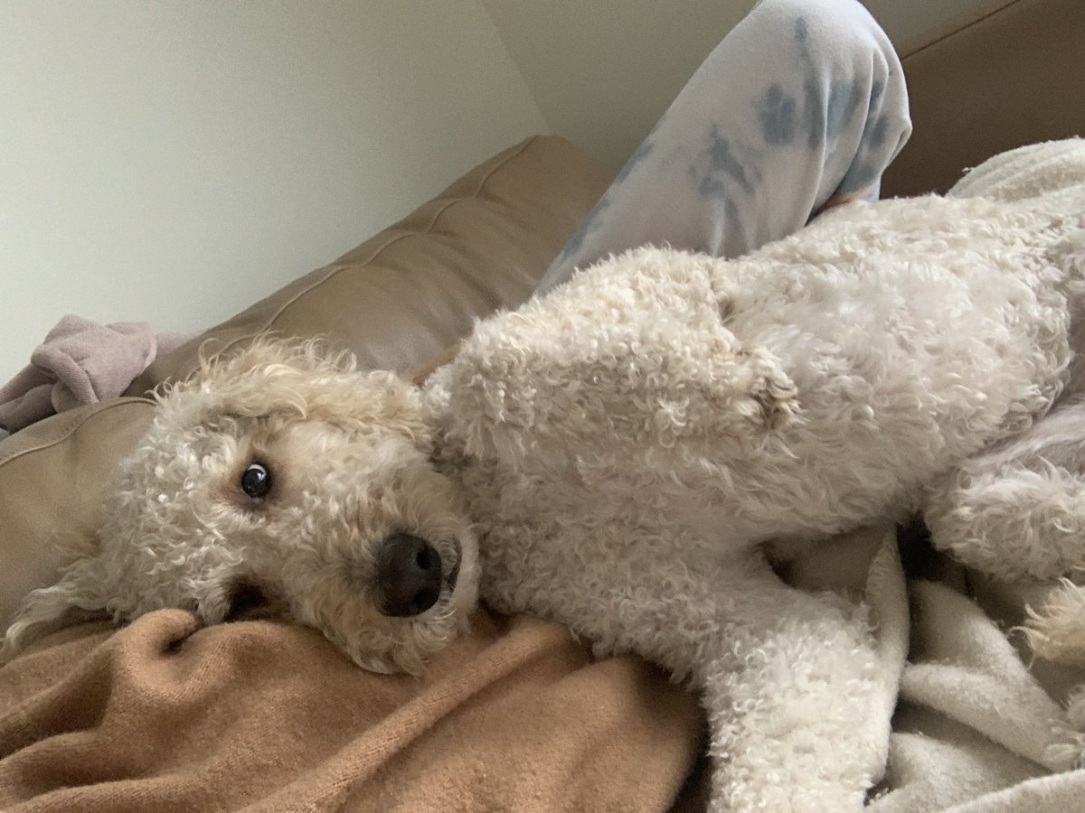 el_bell__'s tweet photo. She’s built for snow day snuggles 🥹 https://t.co/ePIvFpIAc0
