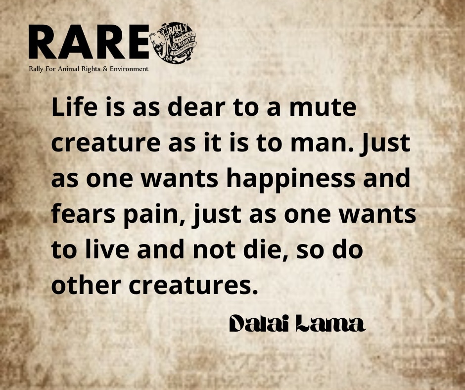 RARE_SriLanka's tweet photo. #Love #Peace #Compassion #Empathy #Conservation #Elephant #HumanElephantConflict
#illegalwildlifetrade #SayNoToElephantSlavery #EndCaptivity #notforentertainment #CompassionOverCulture
#peraheracruelty
#AnimalRights #Autonomy #NonHumanRights #mayallbeingsbefreeofsuffering https://t.co/e9cW5Fmua4