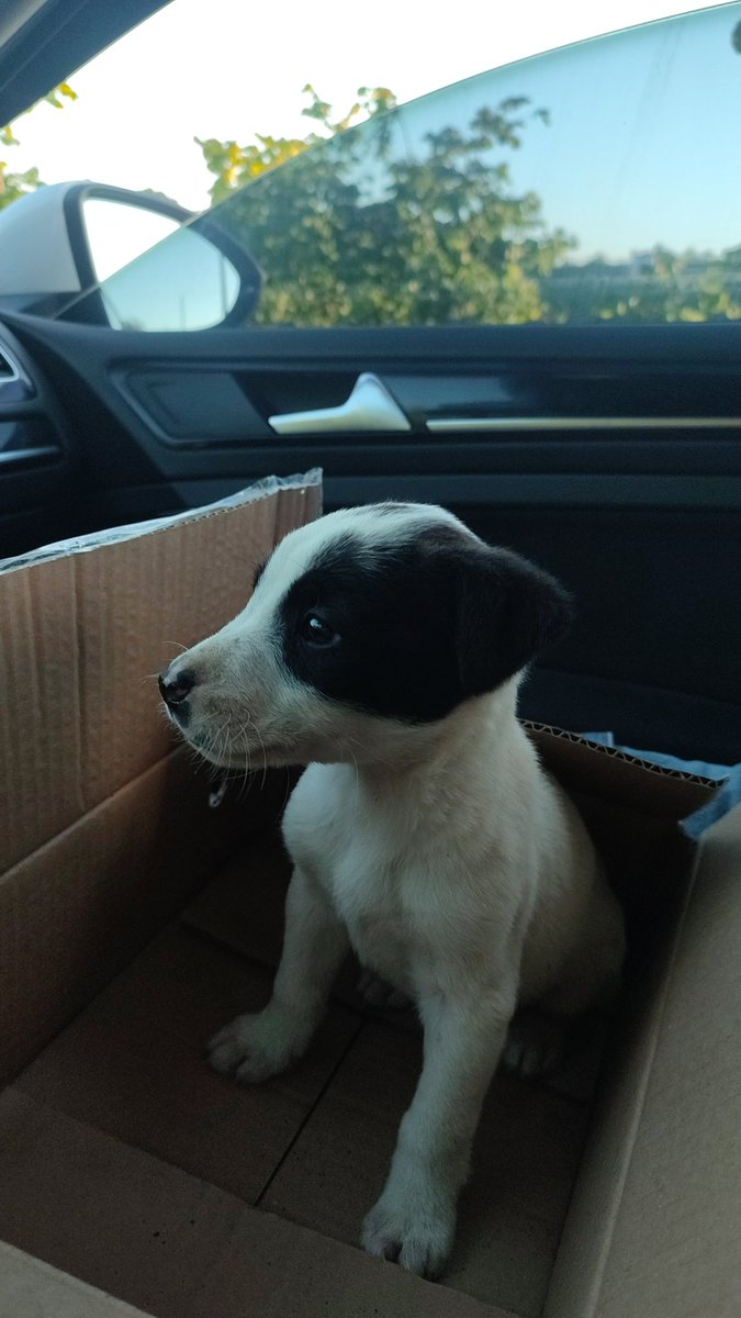 Ben birşey yaptım bunu sahiplendim