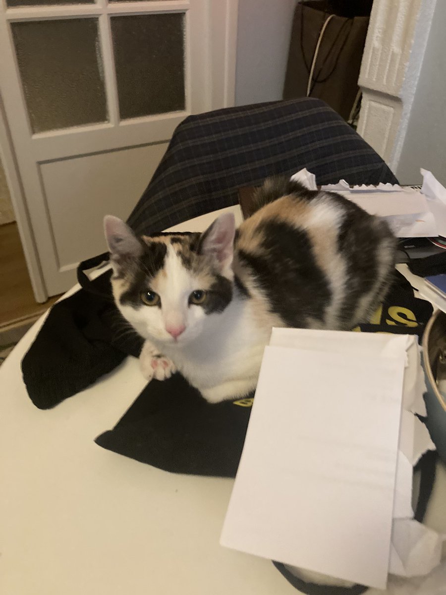 JeanneBellevil2's tweet image. ⚠️⚠️⚠️⚠️On a perdu notre petit chat dans la nuit !C’est une femelle, elle a été perdu vers rue Gambon à Bourges, si vous l’avez vu contacter nous !