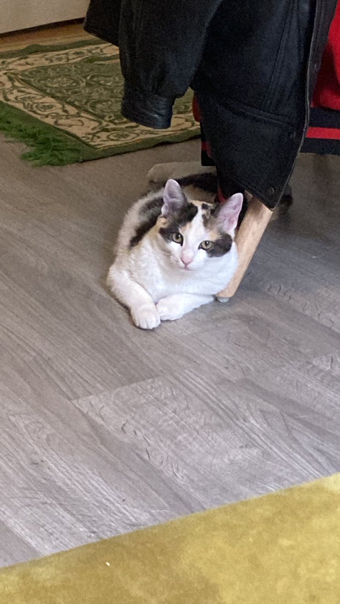 JeanneBellevil2's tweet image. ⚠️⚠️⚠️⚠️On a perdu notre petit chat dans la nuit !C’est une femelle, elle a été perdu vers rue Gambon à Bourges, si vous l’avez vu contacter nous !