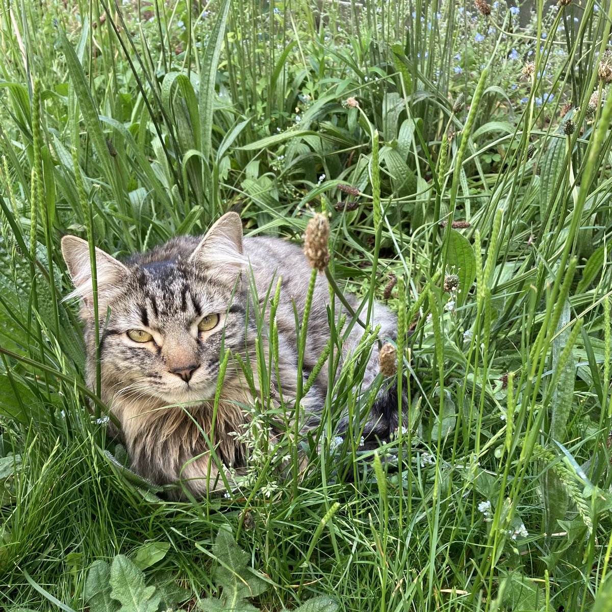 elsdraeger's tweet photo. Doing #NoMowMay this year, and the cats approve. #CatsofTwittter #Caturday #LokitheCat https://t.co/JkYdId0yqz