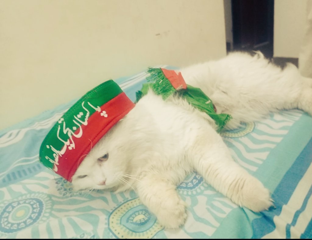 ZubariyaBukhari's tweet photo. My catooo on last night😍😍
#MultanJlasa
#MarchAgainstImportedGovt
#امپورٹڈ__حکومت__نامنظور https://t.co/U2UGuYKMeT