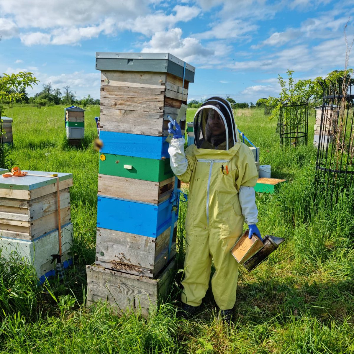 Bees & Co. tweet media