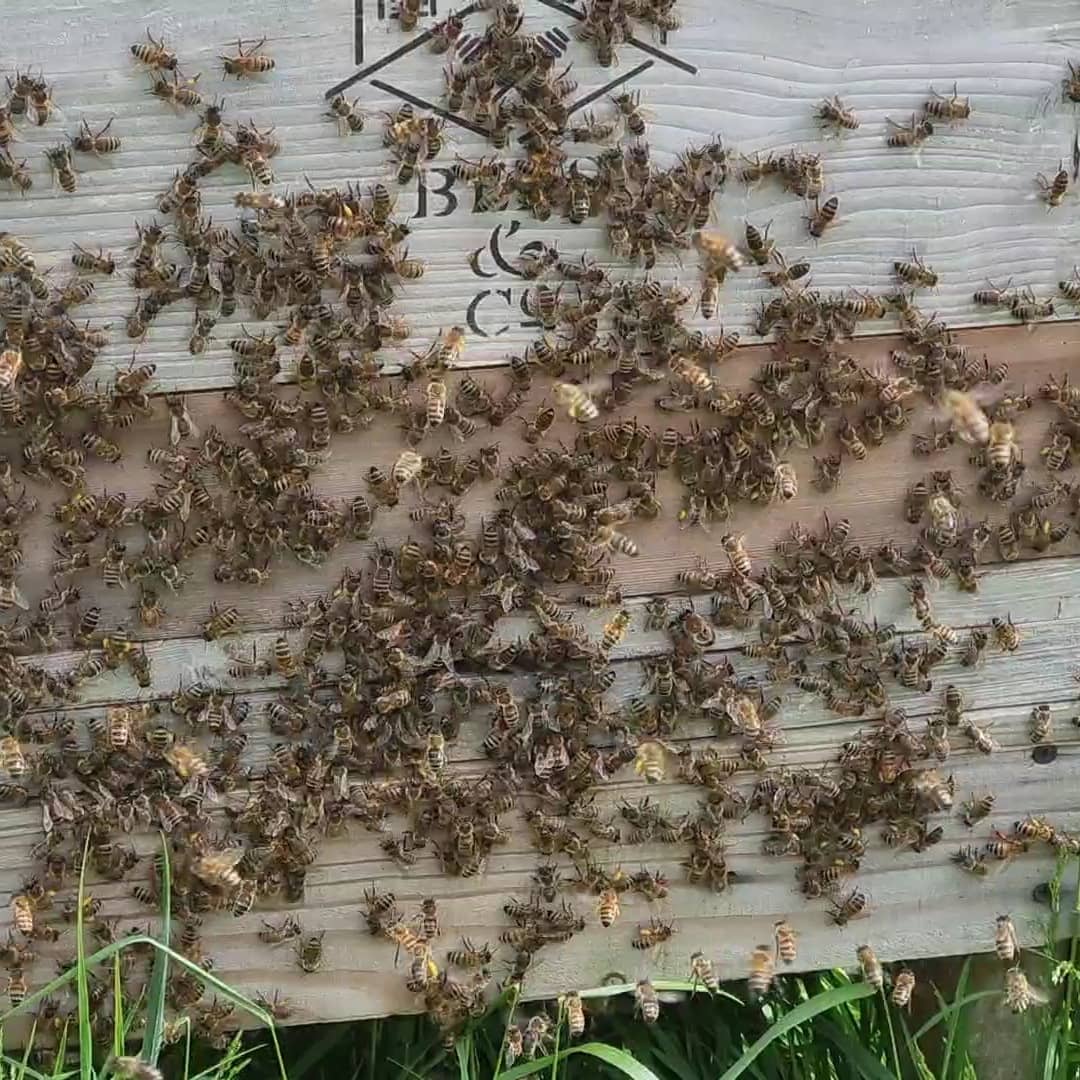 Bees & Co. tweet media