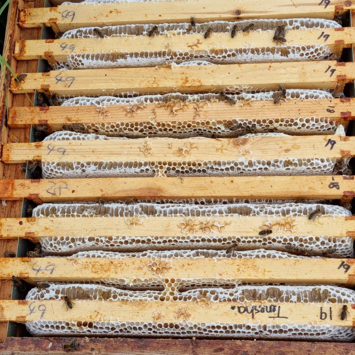 Thanks to all our supporters and bee hive adopters.  Your bees have had a great start to the beekeeping season and doing really well.  All healthy,  happy and collecting loads of of nectar. Honey ready soon...

#giftsuk #adoptahive #beekeepingexperiences #beekeepingcourse