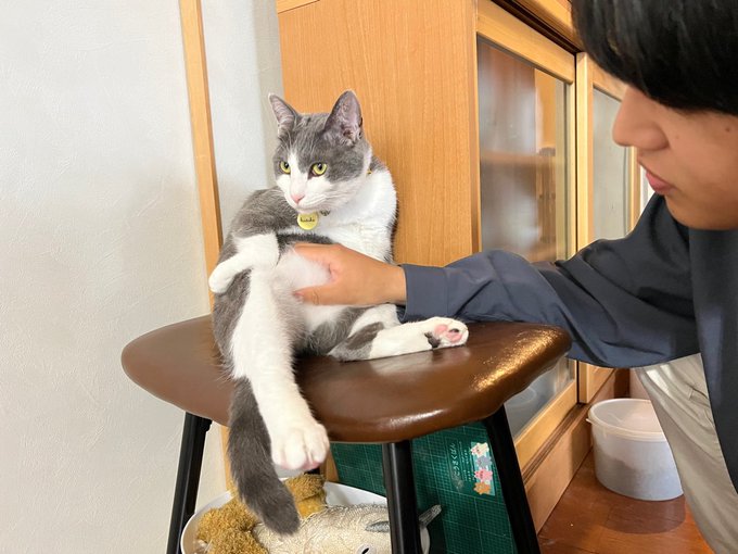 腹もまれ猫 