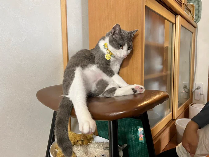 腹もまれ猫 