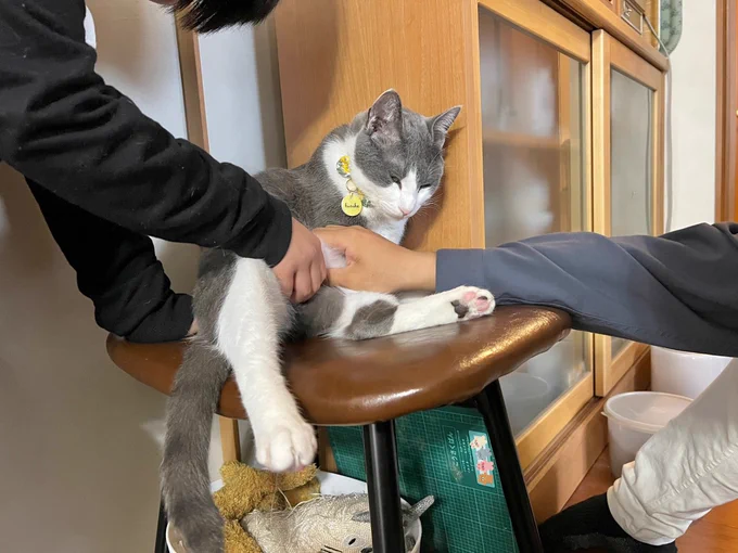 腹もまれ猫 