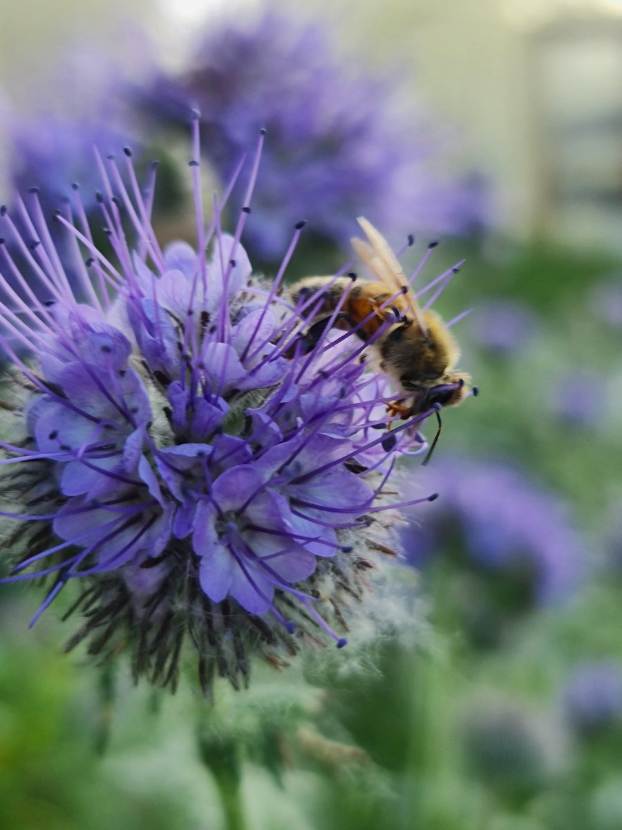 One of my lovely bees #beekeeping #honeybees