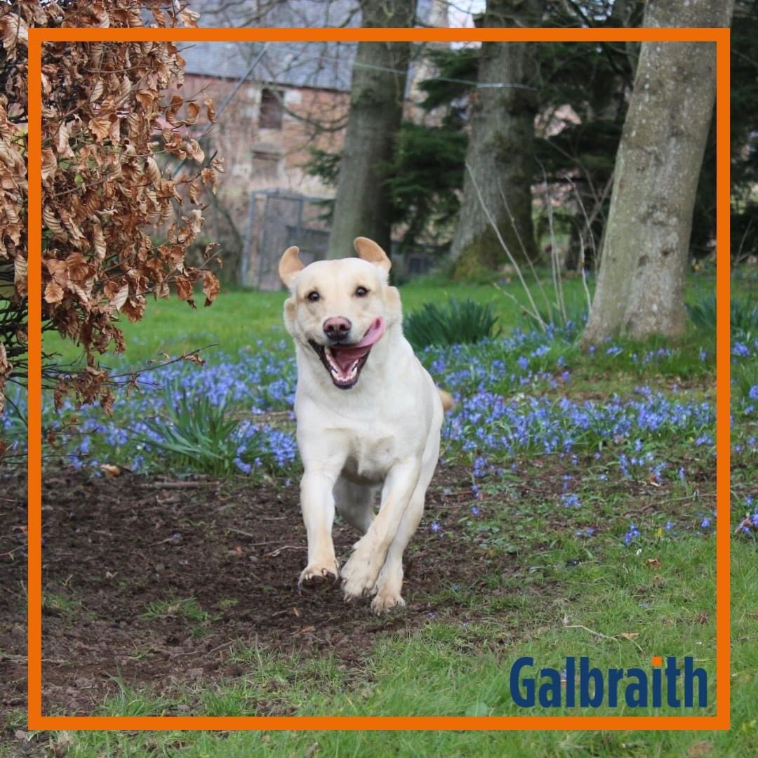 Galbraith_Rural's tweet photo. Fife Show | Medlar is hot out of the blocks this morning and @fifeshow ready!

We’re delighted to be sponsoring the Dog Show at the #FifeShow today 🐶 

The @Galbraith_CUP team and colleagues look forward to seeing you there 👋 

#ShowSeason | #Galbraith https://t.co/rcfj40kbd8