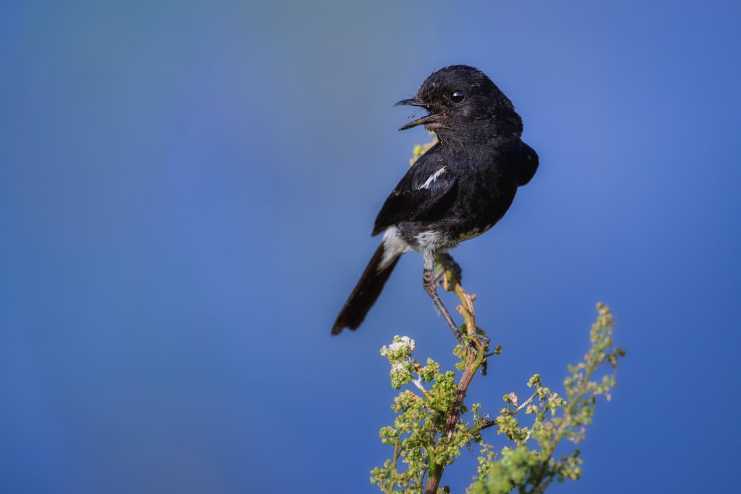 NikonIndia's tweet photo. Captured a Pied bush chat while loitering around the wild!
#ThroughYourLens

Image Courtesy: #NikonUser Sahil Nanda (@sahilnanda)

Nikon Z 9, NIKKOR Z 800MM F/6.3 VR S,
f/9, 1/800s, ISO 720, 800mm

#Nikon #NikonIndia #NIKKOR #NikonZ9 #NikonPhotography #WildlifePhotography https://t.co/6CR6Je9SjR