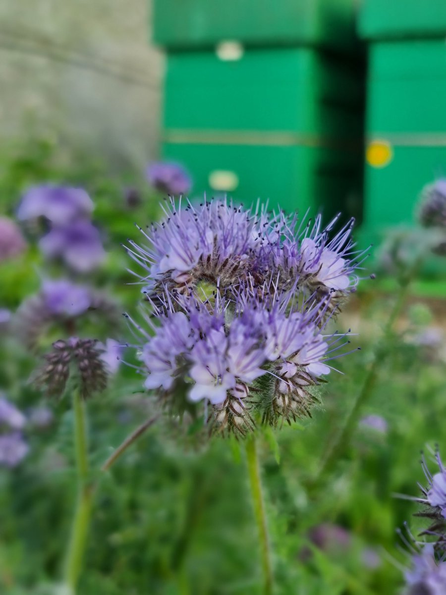 Phacelia in front of my hives #beekeeping #honeybees #hives