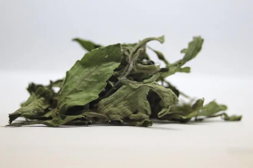 Langkah Mengeringkan Daun Stevia

Dengan menanam  tanaman Stevia di halaman rumah Anda, pemanenan daun Stevia dapat dilakukan setiap saat sepanjang tahun selama tanaman sehat dan terus tumbuh - jadi akan selau tersedia pemanis sehat alami sepanjang tahun.
