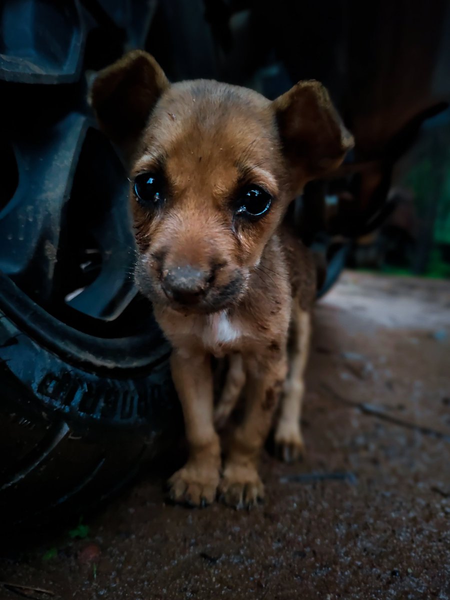 aadheeh's tweet photo. Translat the eyes.
#Kerala #KeralaRains #pets #PhotoOfTheDay
#cute https://t.co/jiyqcuusMw