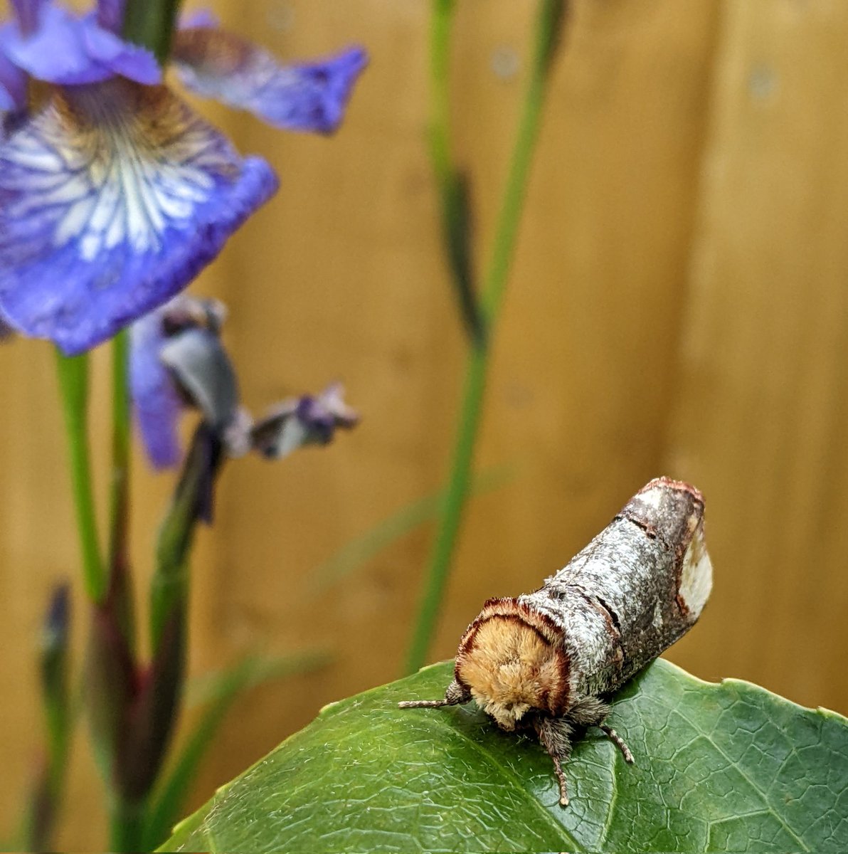 JHGS_Science's tweet photo. What's a twig doing on a leaf?
It is in fact a very clever buff tip moth trapped at JHGS Science HQ! 
 #mothnight2022 @MothNight @BBOWT https://t.co/kRGE36lYSV
