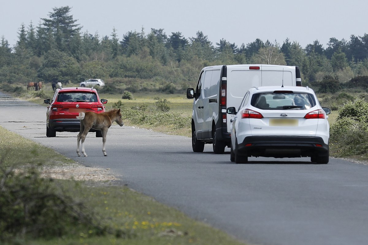 The foal season is well underway in the #NewForest 🐎

Please take extra care on Forest roads &amp; give these youngsters &amp; their parents plenty of space. 🙏

#ProtectOurFoals #PassWideAndSlow 

<a href="/NewForestNPA/">New Forest NPA</a> <a href="/RealNewForest/">New Forest CDA</a> #NewForestVerderers @HantsPolsRoads @NFRoads @NewForestDC