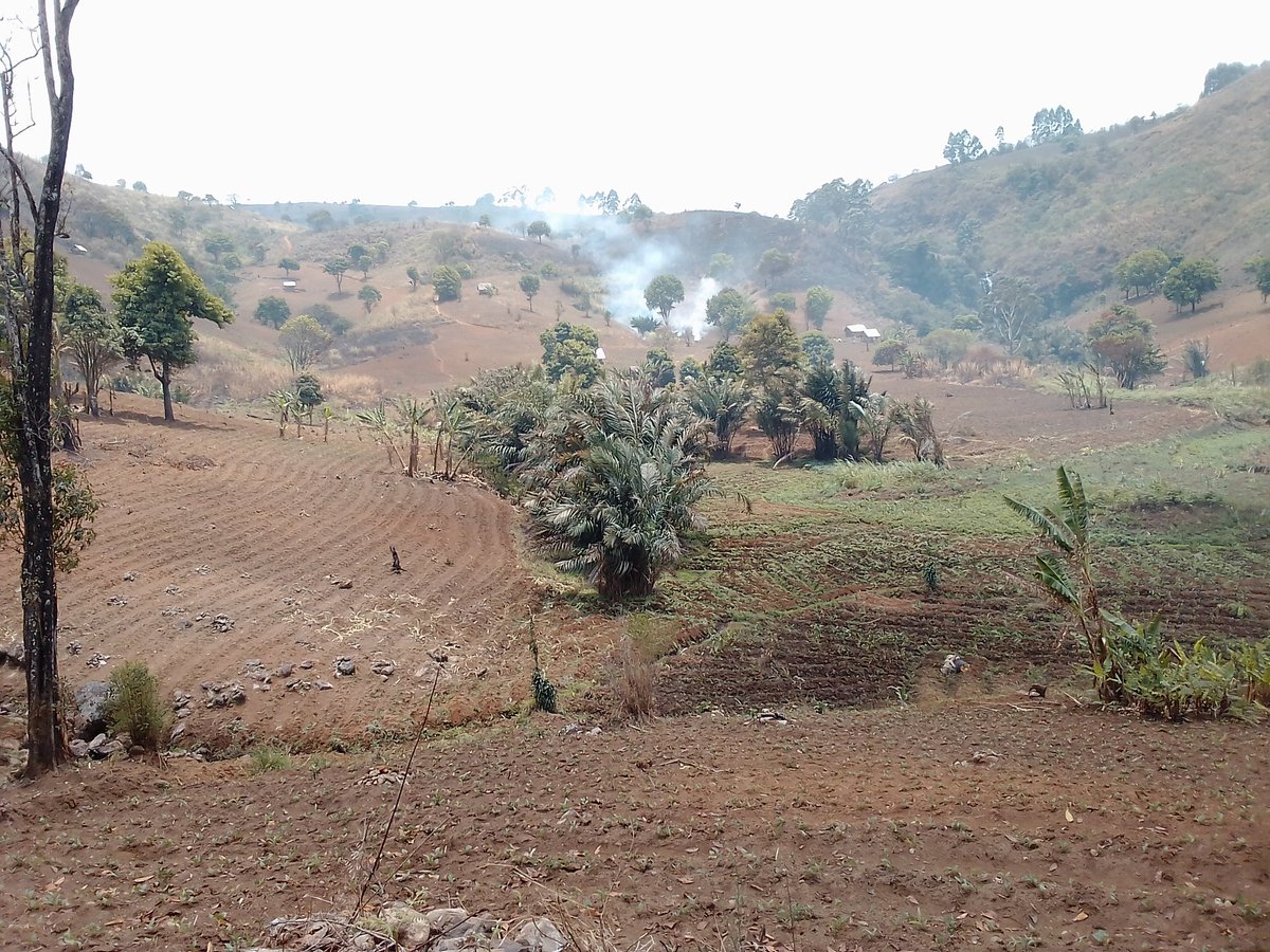 Mankind is going gaga towards nature in the name of agricultural development. Agroforestry schemes  can change this paradigm and restore sanity back on our lovely planet 🌔.