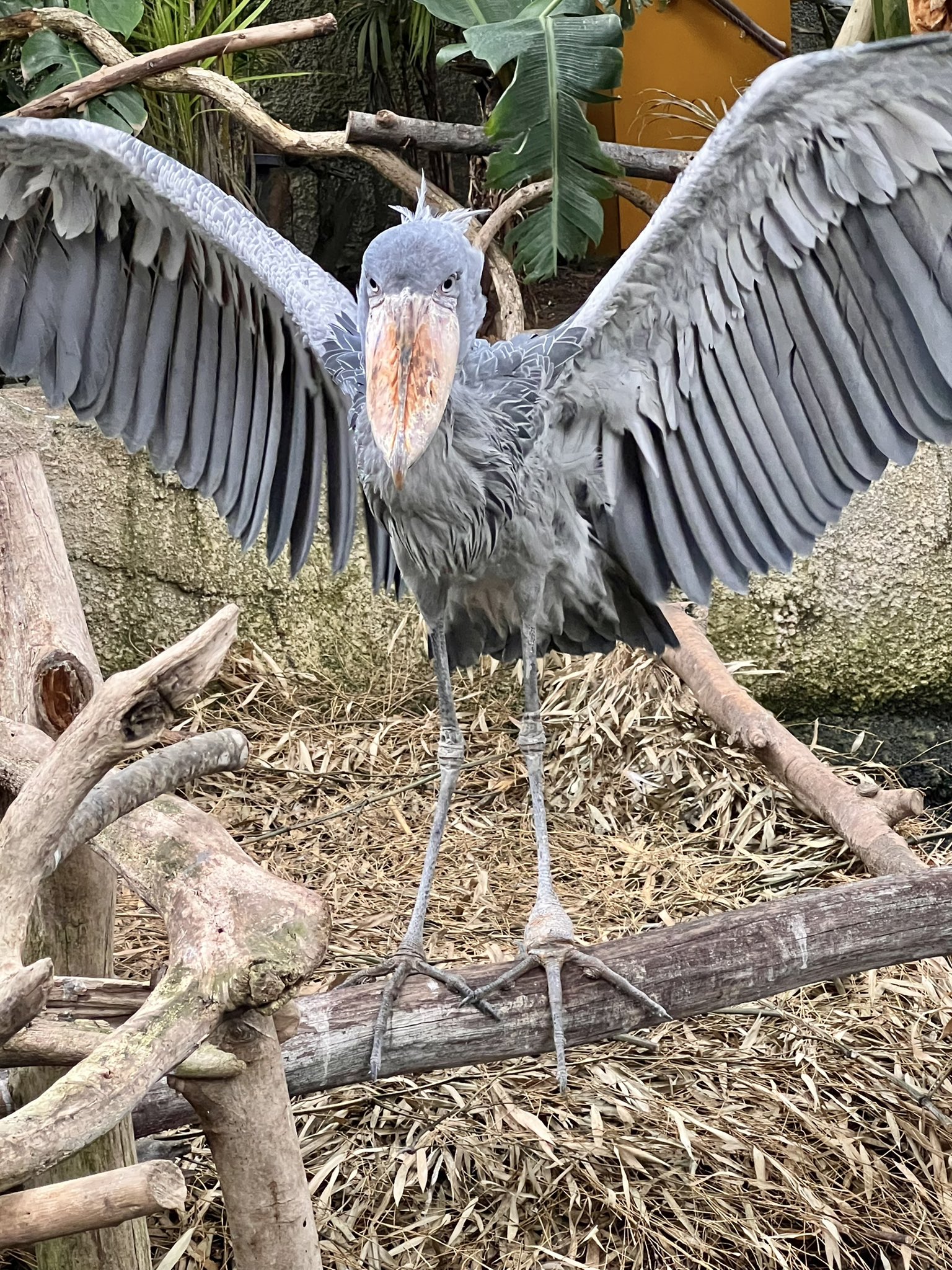 那須どうぶつ王国 午後からあいにくの雨でしたが ご来国ありがとうございました 縦アングルで折角の美しい羽が全部おさまらず すいません またのお越しをお待ちしております カシシ ハシビロコウ T Co Hmuh0kszir Twitter