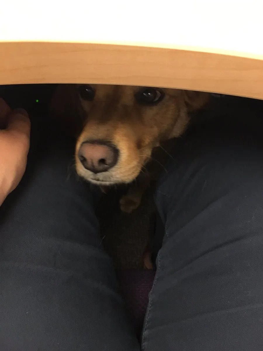 AmityMeta's tweet image. Has anyone got any tips for dealing with colleagues who do not respect your professional boundaries?

(Even if he is a good boy)
