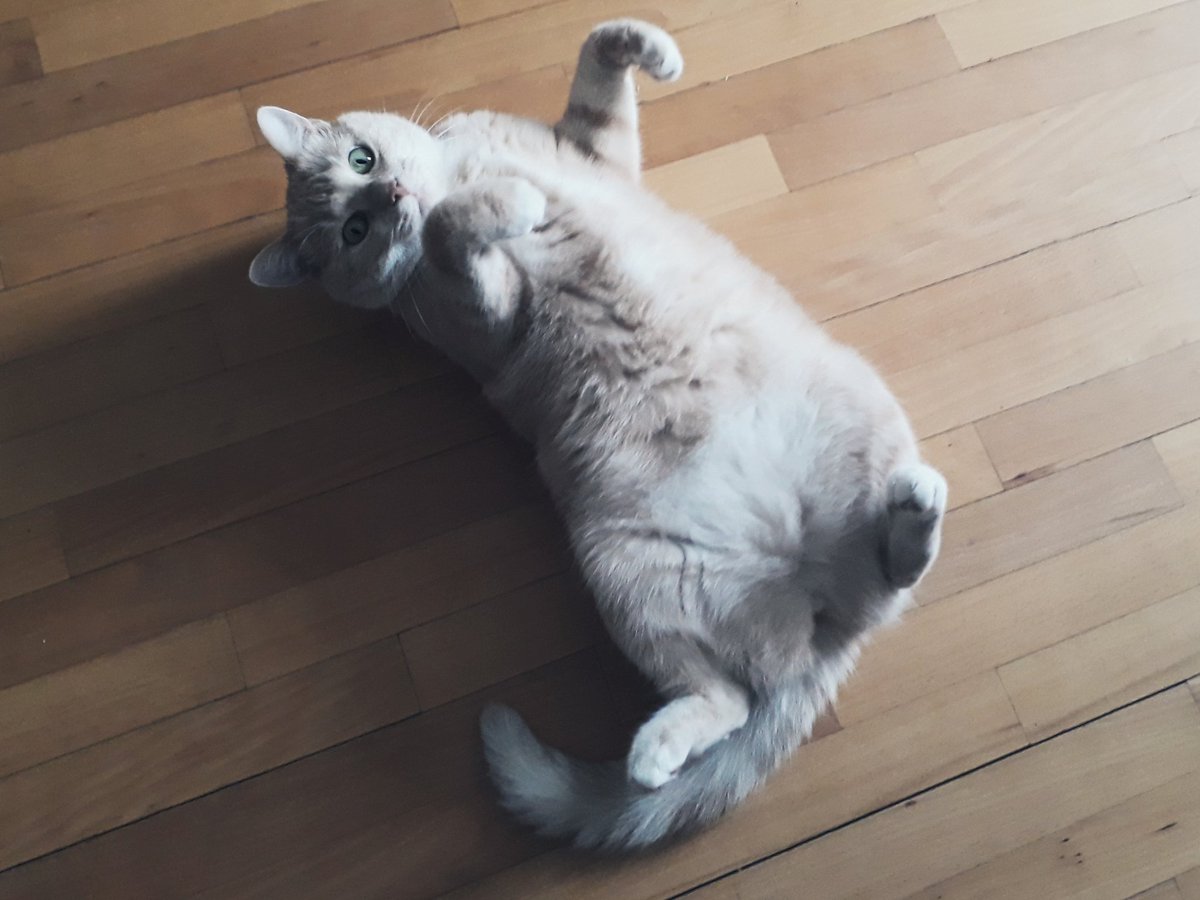 HungryAnna's tweet photo. Я не могу спокойно смотреть на эту пушистую жопку. Скалли на ощупь как облачко. Тёпленькое, мягенькое облачко. https://t.co/5XvJ2vpRIA