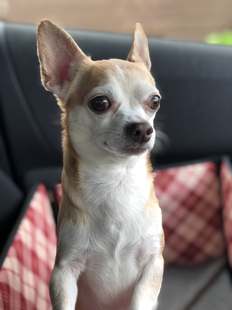 オジワンのココアです@スムースチワワ柴犬じゃないよ tweet media