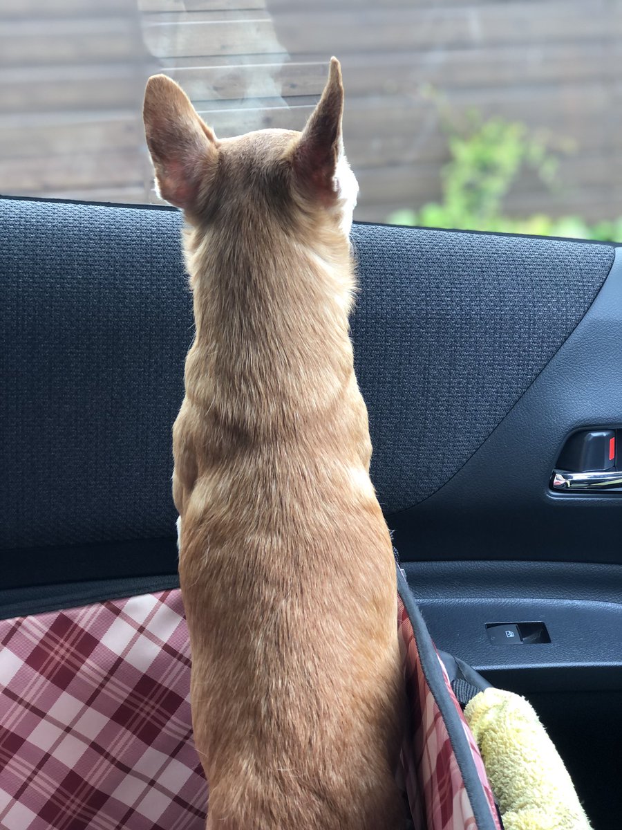 オジワンのココアです@スムースチワワ柴犬じゃないよ tweet media