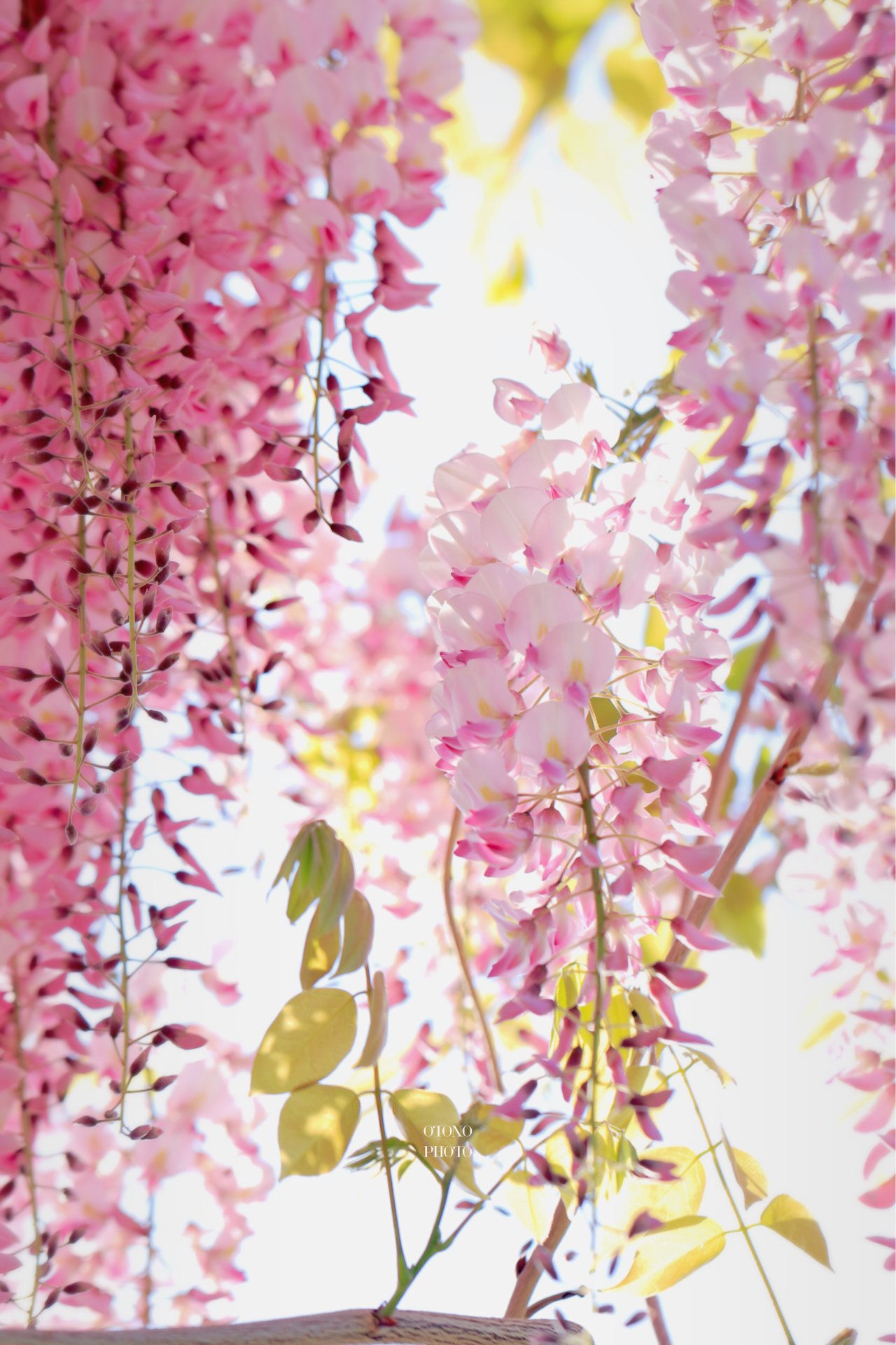 藤の花 Twitter Search Twitter