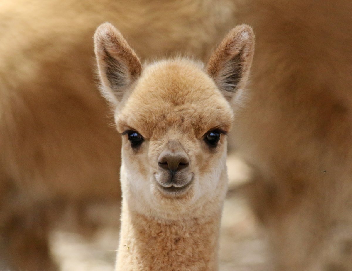 SandyHorne61's tweet photo. What could be cuter than a baby alpaca? ๐
#ElectionDistraction #PoliticsFreeZone https://t.co/lFIqnUqa7L