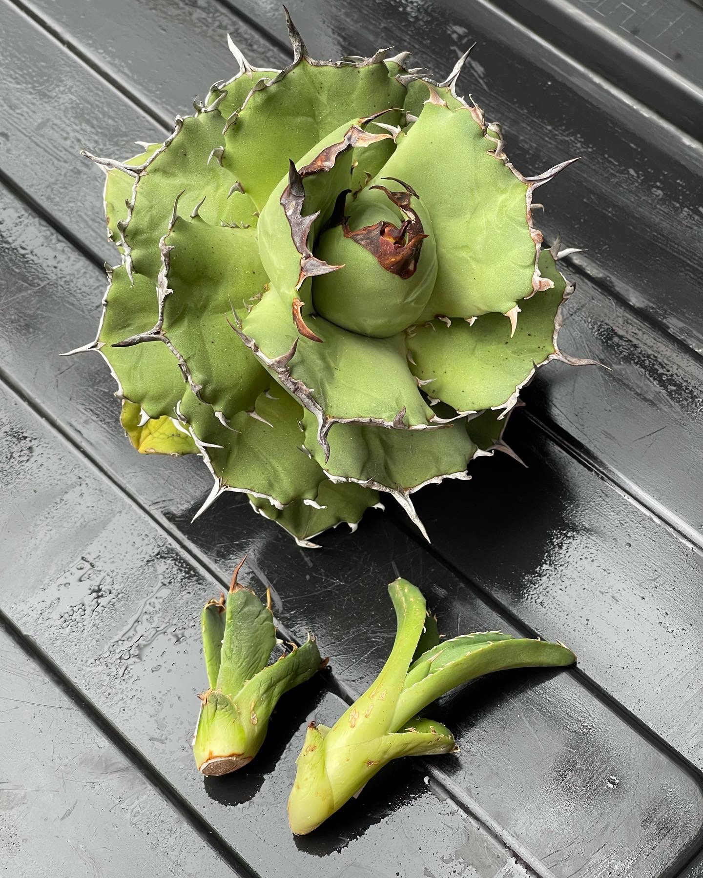Agave Titanota 海豹 アザラシ フクロウ アガベ チタノタ
