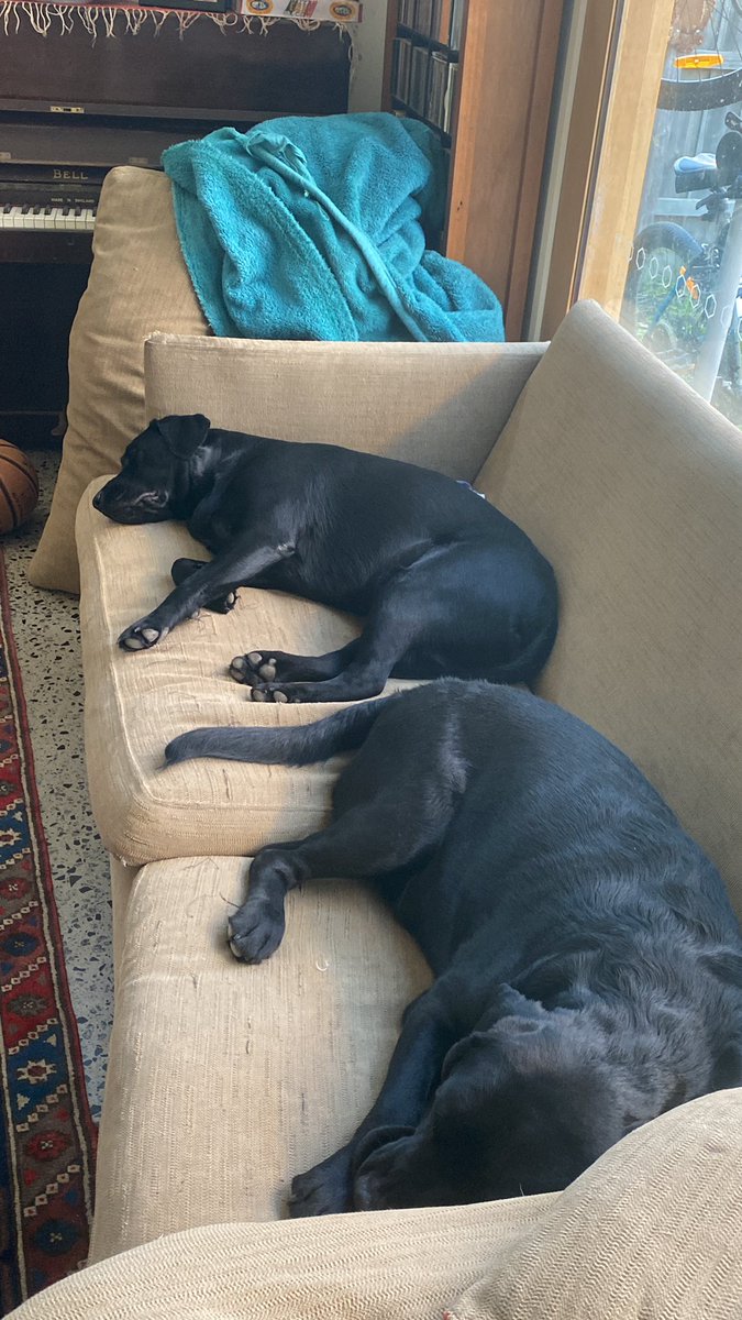 stupafication's tweet photo. Rocky and #GaryFromNextDoor, beside themselves with anxiety about the election result

#AusVotes22 #auspol #PoliticalDogs https://t.co/LAPP4JN52u