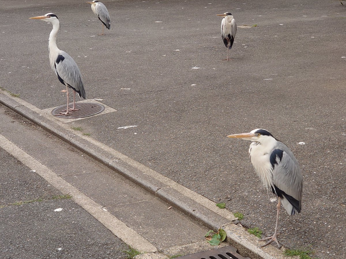 日本では時々警戒心の薄いサギグループが道端を占拠している 住人はカモられたか Togetter 日本では時々警戒心の薄いサギグループが道端を占拠している 住人はカモられたか Togetter