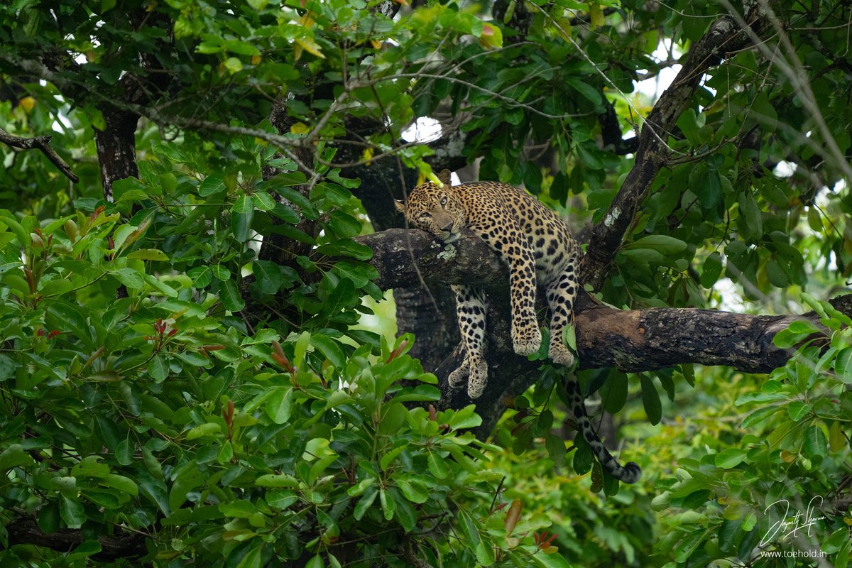 Drizzling and gloomy afternoon is a great time for a siesta especially if you have had a tummy full of lunch. This bold male #Leopard watched the dozens of visitors drool. #ToeholdPhotoTravel #createwithsony #SonyAlphaIn